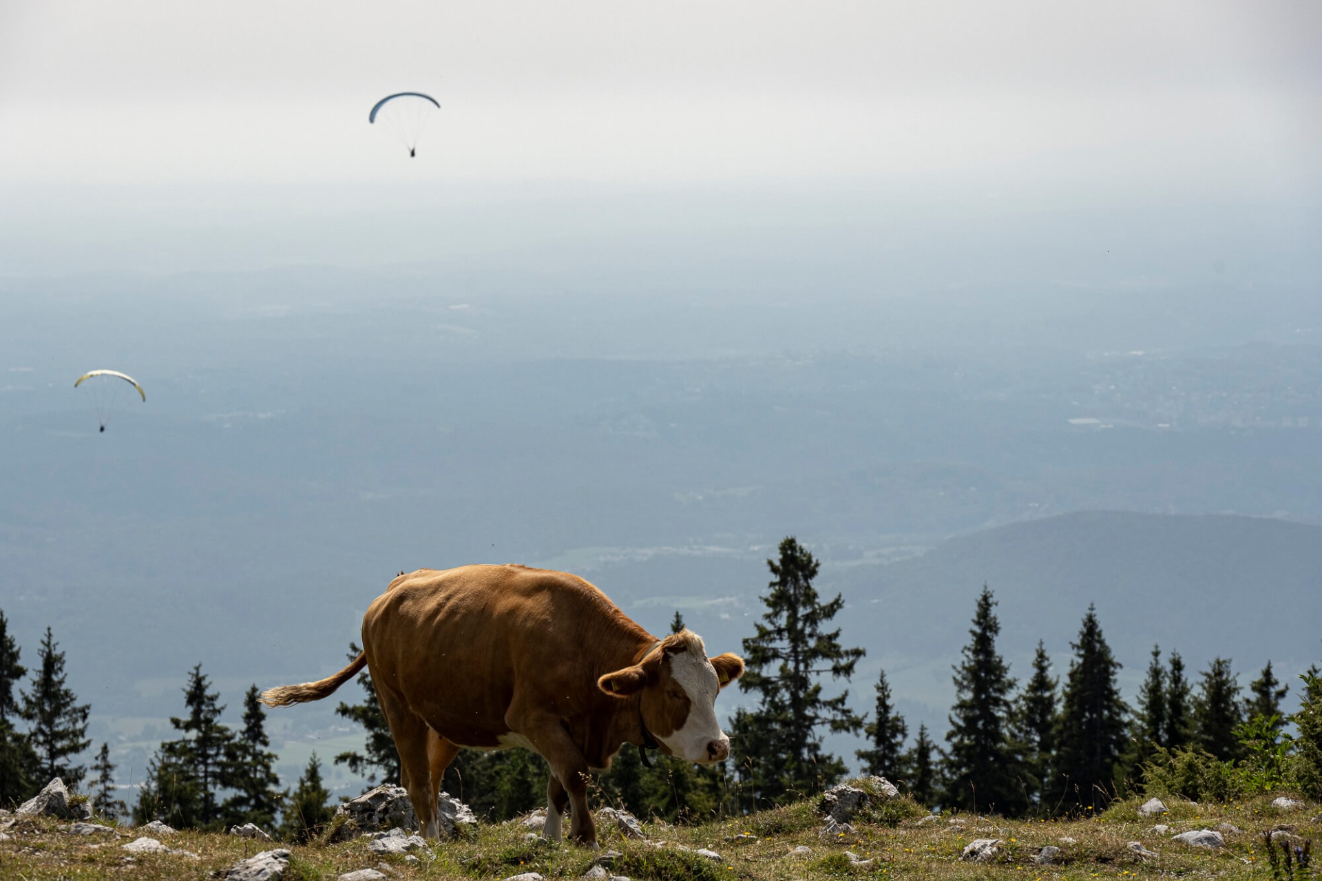 Braunes Rind steht auf Felsen im Alpenwald, im Hintergrund mehrere Gleitschirme am Himmel.