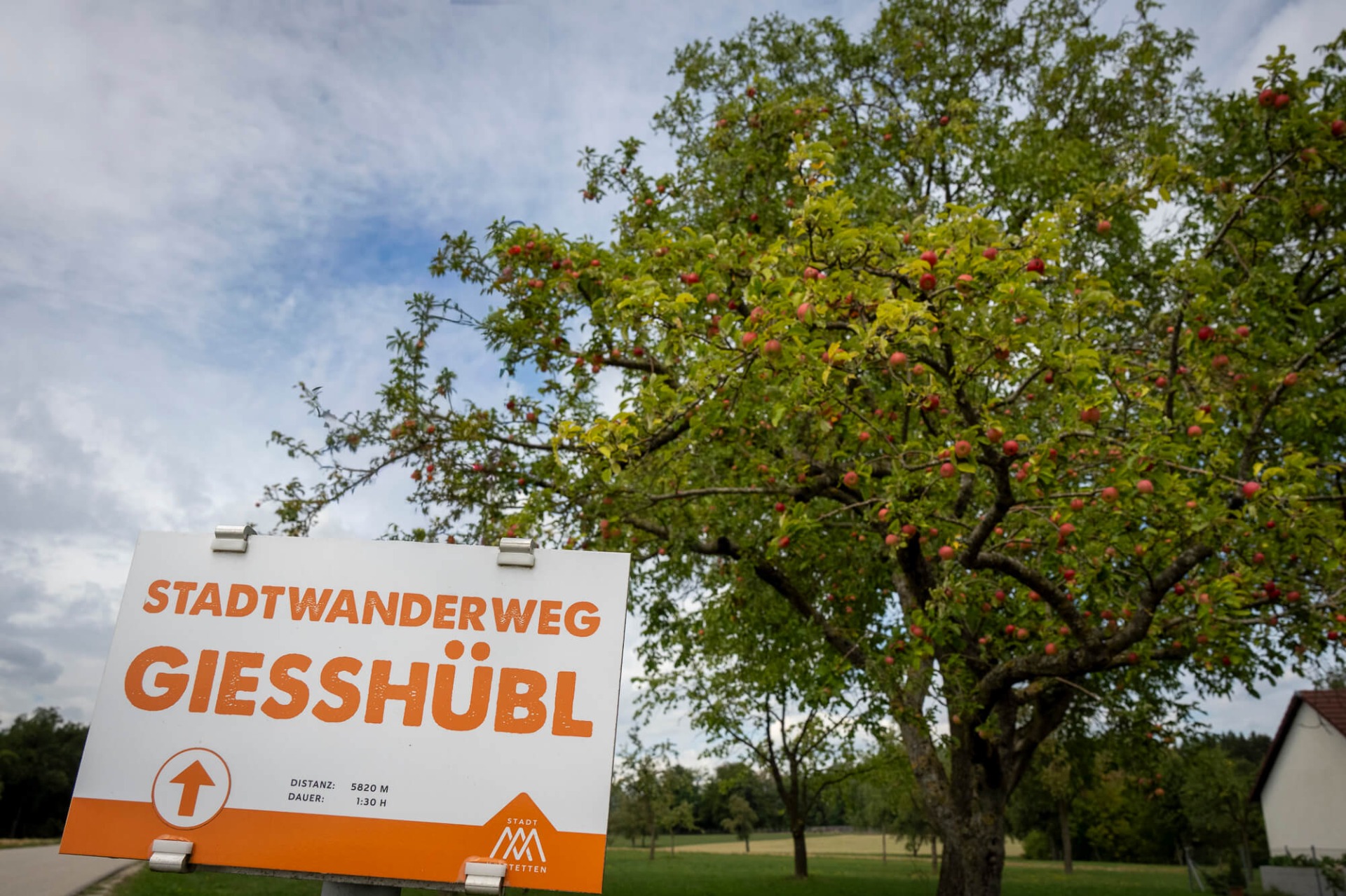 Schild „Stadtwanderweg Giesshübl“ vor Apfelbaum mit grünen Blättern und roten Früchten am Himmel.
